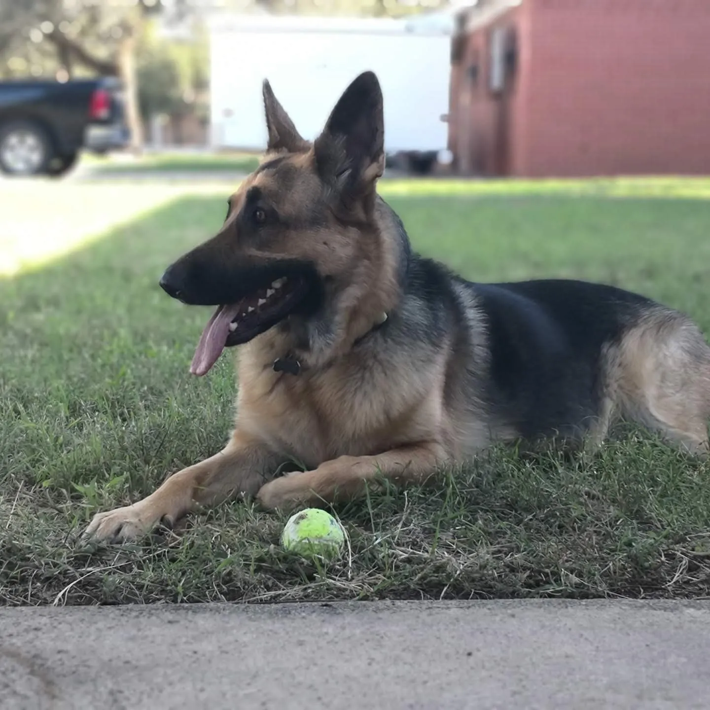 Shelby lying in the grass with her tongue out and a tennis ball between her paws