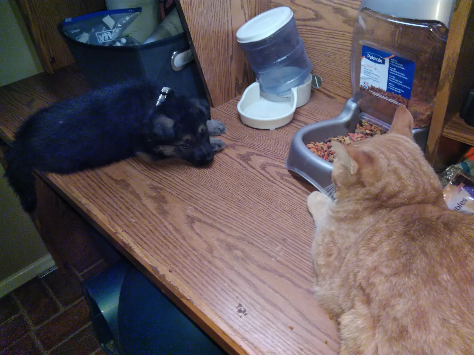 Puppy Shelby, a black fuzzball, lying on a kitchen counter across from Nugget, a much bigger orange cat