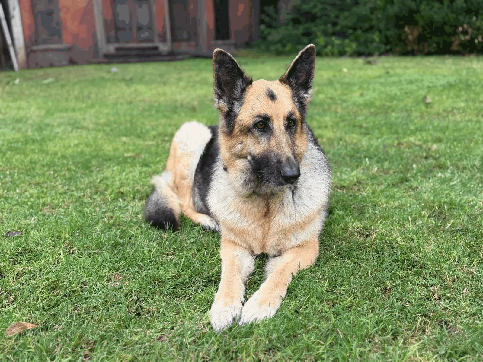 Shelby lying in the grass, ears up, paws crossed in front of her